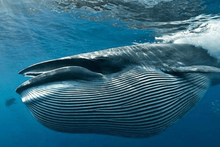 學者聲稱，2017年BTC飆漲2,000％是由單一實體所推動