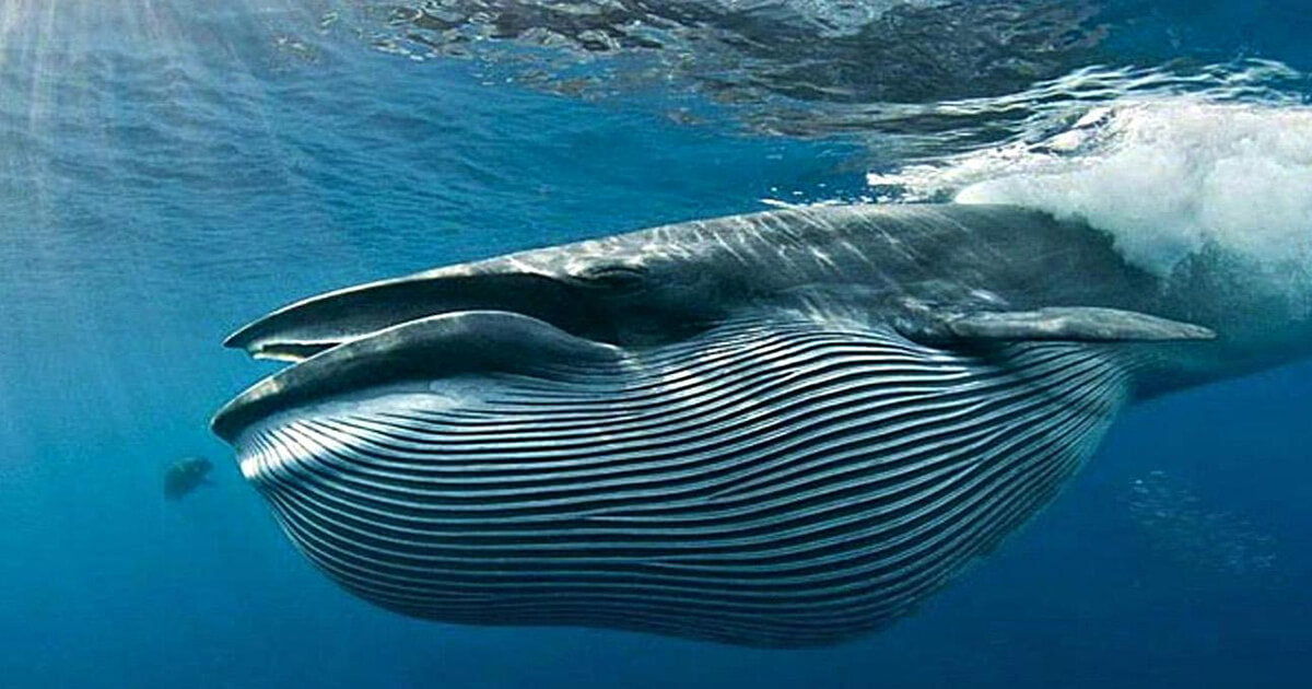 學者聲稱，2017年BTC飆漲2,000％是由單一實體所推動