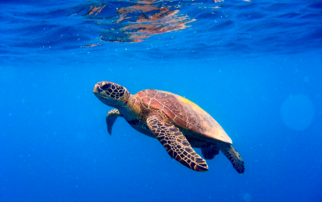 誰說烏龜跑不快?幣安智能鏈再傳項目方跑路,TurtleDex 發幣一天就捲款消失