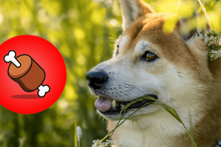 柴犬幣生態「骨頭幣」兩天爆漲超 100%！為何即將推出的 Shibarium 利好 BONE 而非 SHIB？