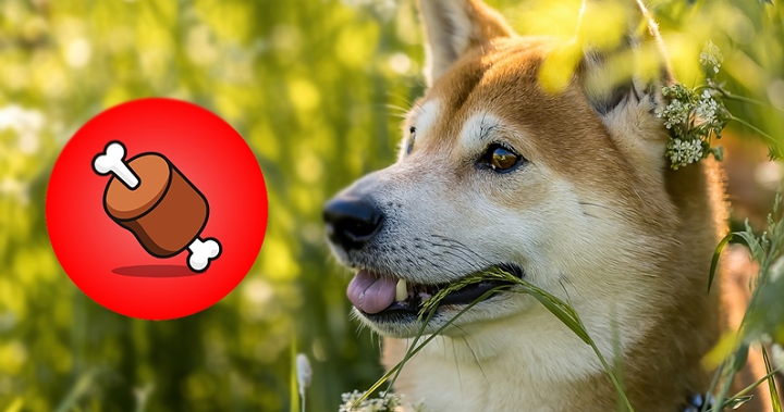 柴犬幣生態「骨頭幣」兩天爆漲超 100%！為何即將推出的 Shibarium 利好 BONE 而非 SHIB？
