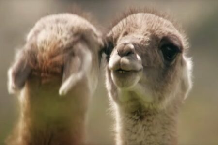 知情人士詳解 DefiLlama 分裂事件：兩位創始人對零利潤網站的決策分歧