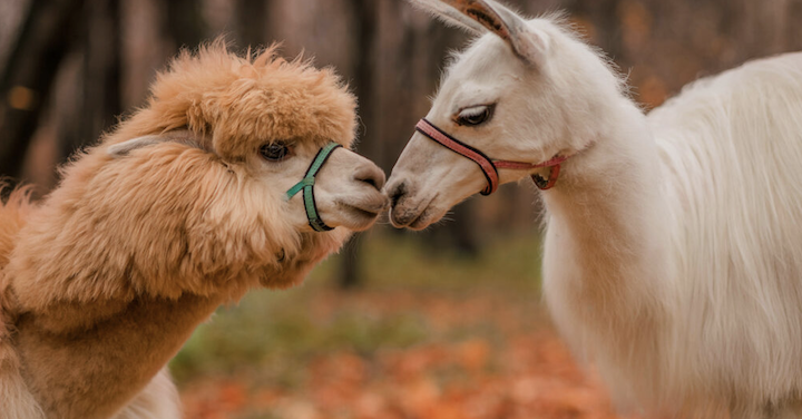 Llama drama 落幕！0xngmi：團隊問題已經解決，請繼續使用 DefiLlama