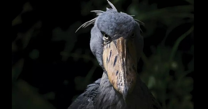 傳奇大空頭 GCR 回歸，市場閃崩之際鼓勵大家「不要投降」