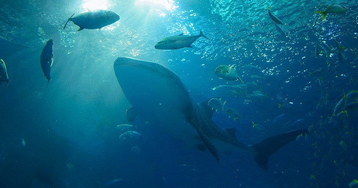 鏈上數據：巨鯨在本週下跌期間累積價值 15 億美元比特幣