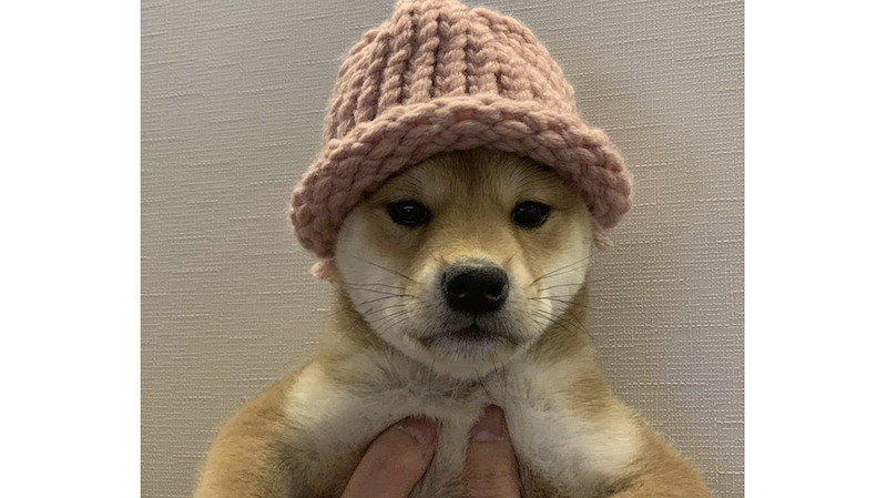 知名交易員 GCR 以 433 萬美金拍下迷因幣 WIF 「毛帽狗」原圖 NFT