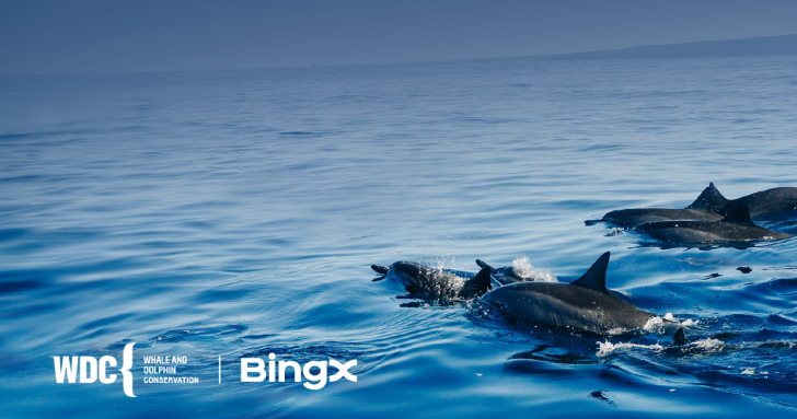 BingX 與鯨豚保育協會合作反圈禁取得重大進展