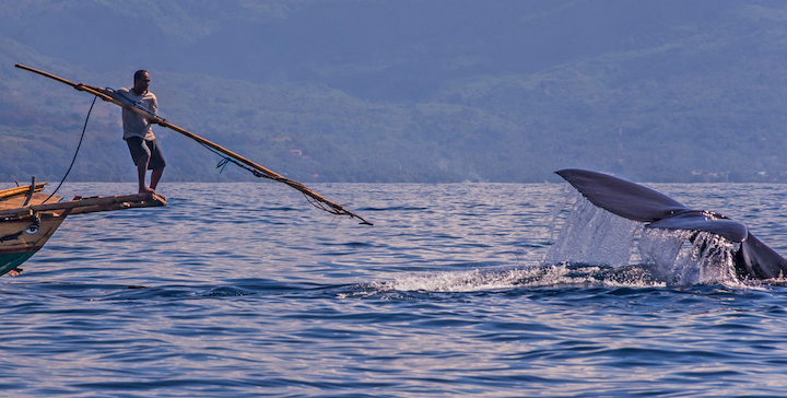 Hyperliquid 高槓桿巨鯨惹怨！社群發起「獵鯨行動」，孫宇晨也參一腳？