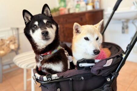 「迷因柴犬」主人收養新成員 Cocoro，官方授權代幣短暫飆升後大跌 70%