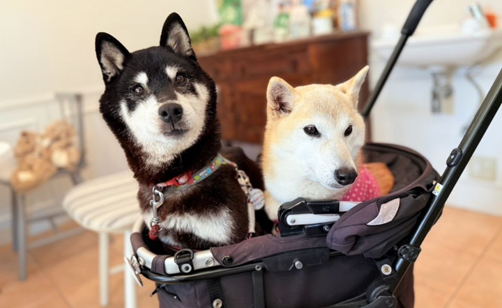 「迷因柴犬」主人收養新成員 Cocoro,官方授權代幣短暫飆升後大跌 70%