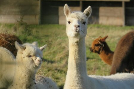 回望羊駝：當利空成為短暫的財富密碼